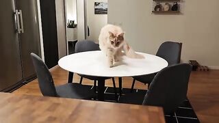 Buster Bakes Gingerbread Cookies - With His Pawprints!