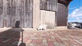 When I went to the fishing port plaza on Cat Island, a huge gathering of cats appeared out of nowhere! A soothing moment of cuteness