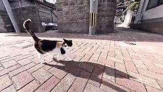 As I headed for the ferry back home, the calico cat that followed me all the way to the port was so cute!