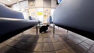 I was sitting in an empty ferry waiting room when a cat quietly sat down next to me.