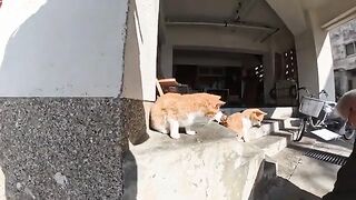 Unreleased cat videos taken this week all released