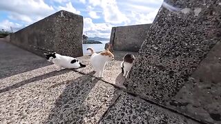Cat meeting at the beach. Young cat gets yelled at by senior cat, his face desperately trying to endure is heartbreaking