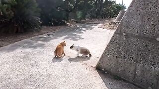 Brown tabby vs. raccoon! The strongest rival duo who always fight on Cat Island