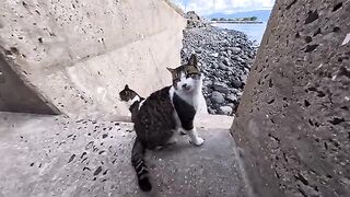 I met a cuddly cat on the steps of the breakwater and just petting him made me so happy.