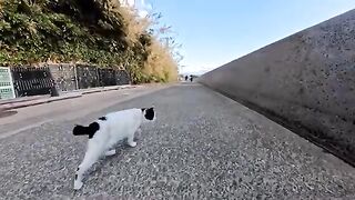 The cat that follows me when I walk on the beach, waiting for the right moment to roll over, was so cute