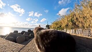 This cat rolling around on the breakwater was so cute