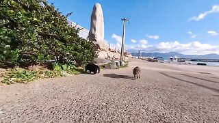 A cuddly tabby cat came to be petted