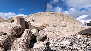 When I went down to the bottom of the breakwater, a cat came out from under a tetrapod to be petted.