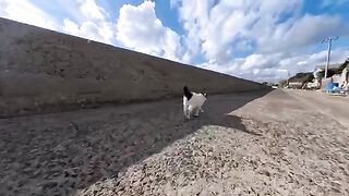 Tocotocotocotocoron This cat walking along the seaside road is so cute