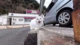 I met a cat with a Λ mark at the ferry terminal. I gave it a gentle pat and it was a happy time