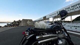 Bike-loving cat