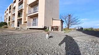 Pet the cats gathered in an apartment on an abandoned island. Time passes gently on the quiet island