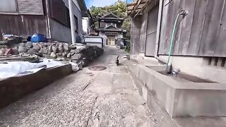 Unreleased cat videos taken this week released together