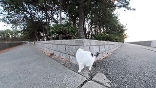 I went to a seaside park on New Years Eve and met a talkative cat.