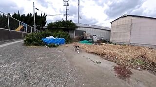 When I sit on the breakwater, the calico cat that sits next to me is so cute
