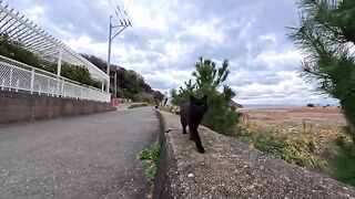 A black cat sleeping on the breakwater wakes up when someone comes and asks to be petted. Then he rolls around on your lap.