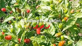 Chili