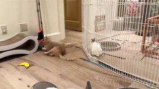 Laraa and stany playing together