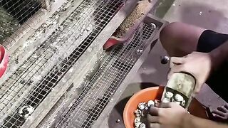 Belajar ternak telor puyuh