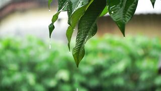 rain sounds