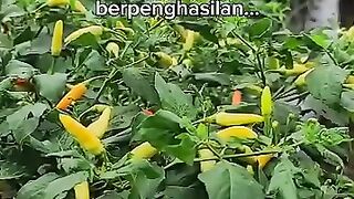 Chili farmer