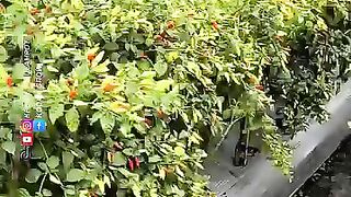 Farmer Chili