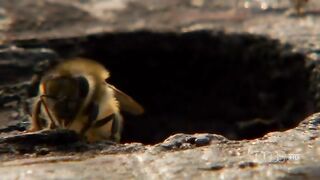 PBS Nature  2007.10.29  Silence of the Bees (720p.HDTV.AC3-SoS)