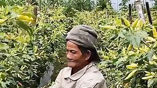 Chili farmer