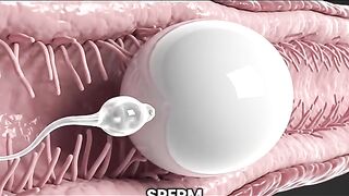 Fetus Development Process 3D View