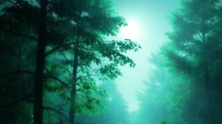 This Heavy Rain in the Forest Will Knock You Out