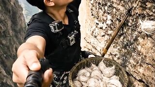 harvest swallows nest