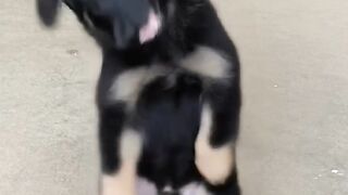 Dogi bhayi ka kamal funny vedio