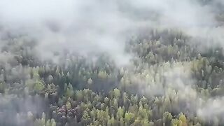The Permian Taiga