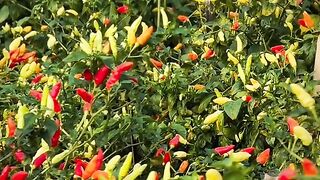 Chili farmer