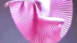 Gbcnm