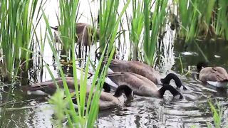 Ducks Quacking - Mandarin Duck  Mallards - Pekin Ducks - Nature  Relaxation Video