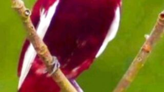 الطيور الملونة