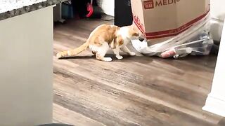 Trashcat