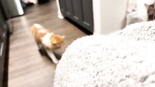 Toesies out
