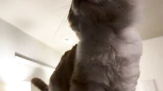 Teefykeeses