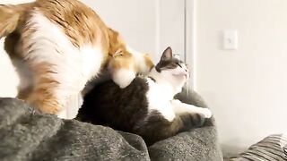 When you upset your cat and they get all moody