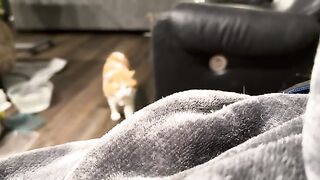 Maow maow