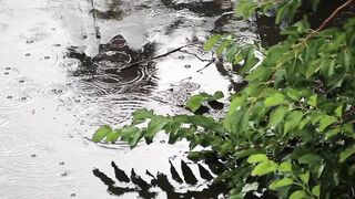 rain sounds
