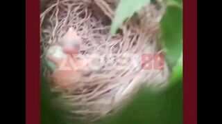 Baru juga netes udah dikasih adik.