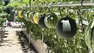 Creative farmer