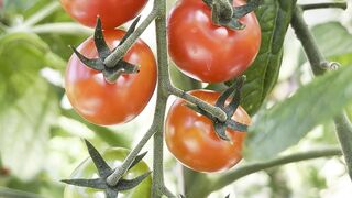 Tomato