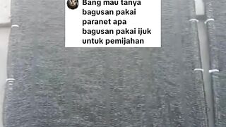 TELUR lele tidak banyak BERJATUHAN ke dasar kolam dengan KAKABAN ini