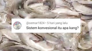 Begini CARA budidaya lele TAHUN 2000an (Konvensional) Cara JADUL
