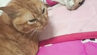 Beyond Loyalty The Heartbreaking Silence of a Devoted Companion