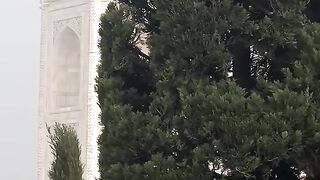 Taj mehl